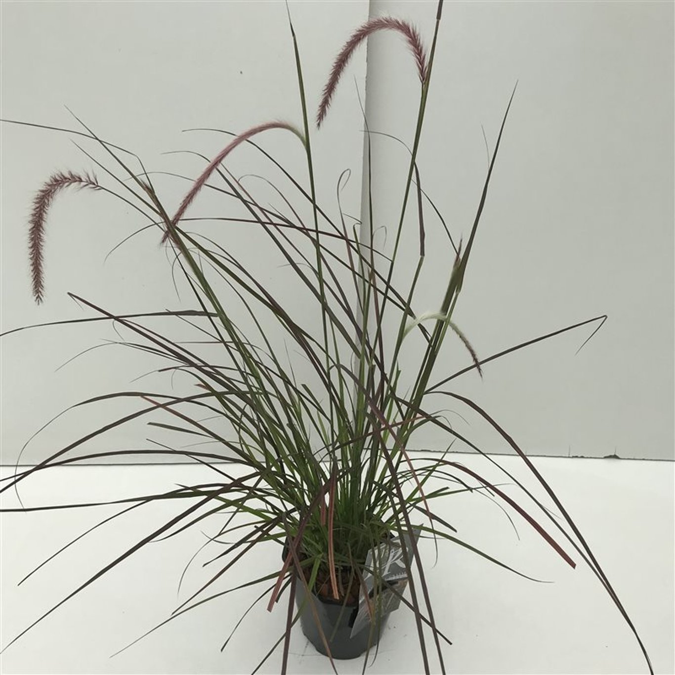 Röd lampborstgräs – Pennisetum advena 'Rubrum Dwarf' - C2